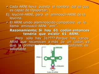 Cada ARNt lleva puesto el nombre del aá que
es capaz de trasportar;
Ej: leucinil-ARNt, para el aminoacil-ARNt de la
leucina.
El ARNt unido alaminoácido compatible se le
llama aminoacil-ARNt “ami”.
Razonamiento; Si hay 61 codón entonces
tendría que existir 61 ARNt.
Pero sólo hay 31???? Porque hay varios
ARNt que reconocen a más de un codón, ya
que la primera base de los anticodónes, es
adaptable
 