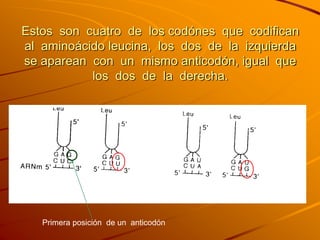 Estos son cuatro de los codónes que codifican
al aminoácido leucina, los dos de la izquierda
se aparean con un mismo anticodón, igual que
los dos de la derecha.
Primera posición de un anticodón
 