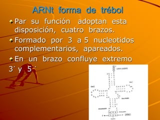 ARNt forma de trébol
Par su función adoptan esta
disposición, cuatro brazos.
Formado por 3 a 5 nucleotidos
complementarios, apareados.
En un brazo confluye extremo
3´ y 5 ´
 
