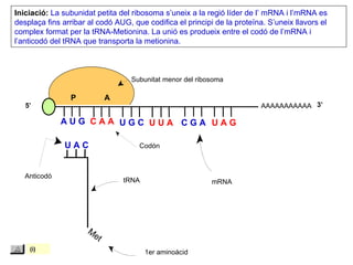 Iniciació: La subunidat petita del ribosoma s’uneix a la regió líder de l’ mRNA i l’mRNA es
desplaça fins arribar al codó AUG, que codifica el principi de la proteïna. S’uneix llavors el
complex format per la tRNA-Metionina. La unió es produeix entre el codó de l’mRNA i
l’anticodó del tRNA que transporta la metionina.



                                   Subunitat menor del ribosoma

                P           A
   5’                                                                     AAAAAAAAAAA 3’

              AUG CAA UGC UUA CGA UAG

               UAC                   Codón



   Anticodó
                                tRNA                       mRNA




                     M
                       et
    (i)
                                       1er aminoàcid
 