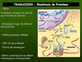 1
TRADUCCION - Biosíntesis de Proteínas
- 1950s
Proteínas: arreglos de solo 20
aa en forma no azarosa
- Ribosomas: lugar de síntesis
de proteínas
- 1960s polisomas, tRNAs
- 1961 Jacob y Monod
Teoría del mensajero
-1964s confirmación de mRNA
intermediario informacional
 