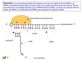 Met
1er aminoácido
ARNt
Anticodón
Codón
ARNm
Subunidad menor del ribosoma
AAAAAAAAAAA
P A
A U G C A A
U A C
Iniciación: La subunidad pequeña del ribosoma se une a la región líder del ARNm y el
ARNm se desplaza hasta llegar al codón AUG, que codifica el principio de la proteína. Se les
une entonces el complejo formado por el ARNt-metionina (Met). La unión se produce entre el
codón del ARNm y el anticodón del ARNt que transporta la metionina (Met).
5’ 3’
U G C U U A C G A U A G
(i)
 