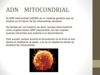 ADN MITOCONDRIAL 
El ADN mitocondrial (mtDNA) es un material genético que se 
localiza en el interior de las mitocondrias celulares. 
Se hereda por vía materna, es decir, aunque tanto hombres 
como mujeres tienen ADN mitocondrial, son las mujeres 
quienes transmiten ese material a su descendencia. 
Esto sucede, porque durante la fecundación es el óvulo el que 
aporta el citoplasma al cigoto, y es en el citoplasma dónde se 
localizan las mitocondrias. 
 