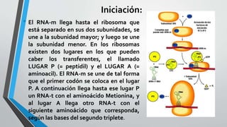 Iniciación:
• El RNA-m llega hasta el ribosoma que
está separado en sus dos subunidades, se
une a la subunidad mayor; y luego se une
la subunidad menor. En los ribosomas
existen dos lugares en los que pueden
caber los transferentes, el llamado
LUGAR P (= peptidil) y el LUGAR A (=
aminoacil). El RNA-m se une de tal forma
que el primer codón se coloca en el lugar
P. A continuación llega hasta ese lugar P
un RNA-t con el aminoácido Metionina, y
al lugar A llega otro RNA-t con el
siguiente aminoácido que corresponda,
según las bases del segundo triplete.
 