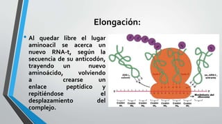 Elongación:
• Al quedar libre el lugar
aminoacil se acerca un
nuevo RNA-t, según la
secuencia de su anticodón,
trayendo un nuevo
aminoácido, volviendo
a crearse un
enlace peptídico y
repitiéndose el
desplazamiento del
complejo.
 