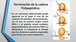 Terminación de la cadena
Polipeptídica:
• En un momento determinado puede
aparecer en el lugar A uno de los
codones sin sentido o de terminación,
con lo que no entrará ningún nuevo
RNA-t y el péptido estará acabado,
desprendiéndose del anterior RNA-t y
liberándose al citoplasma al tiempo
que los ribosomas quedan preparados
para iniciar una nueva traducción.
 