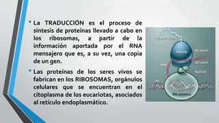 • La TRADUCCIÓN es el proceso de
síntesis de proteínas llevado a cabo en
los ribosomas, a partir de la
información aportada por el RNA
mensajero que es, a su vez, una copia
de un gen.
• Las proteínas de los seres vivos se
fabrican en los RIBOSOMAS, orgánulos
celulares que se encuentran en el
citoplasma de los eucariotas, asociados
al retículo endoplasmático.
 