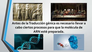 Antes de laTraducción génica es necesario llevar a
cabo ciertos procesos para que la molécula de
ARN esté preparada.
 