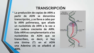 TRANSCRIPCIÓN
• La producción de copias de ARN a
partir de ADN se denomina
transcripción, y se lleva a cabo por
la ARN polimerasa, que añade
un nucleótido de ARN a la vez a
una cadena creciente de ARN.
Este ARN es complementario a los
nucleótidos de ADN que se
transcriben, es decir, si hay
una timina (T) en el ADN
una Adenina (A) se añadirá al
ARN.
 