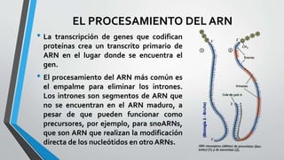 EL PROCESAMIENTO DEL ARN
• La transcripción de genes que codifican
proteínas crea un transcrito primario de
ARN en el lugar donde se encuentra el
gen.
• El procesamiento del ARN más común es
el empalme para eliminar los intrones.
Los intrones son segmentos de ARN que
no se encuentran en el ARN maduro, a
pesar de que pueden funcionar como
precursores, por ejemplo, para snoARNs,
que son ARN que realizan la modificación
directa de los nucleótidos en otro ARNs.
 