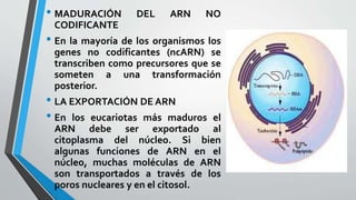 • MADURACIÓN DEL ARN NO
CODIFICANTE
• En la mayoría de los organismos los
genes no codificantes (ncARN) se
transcriben como precursores que se
someten a una transformación
posterior.
• LA EXPORTACIÓN DE ARN
• En los eucariotas más maduros el
ARN debe ser exportado al
citoplasma del núcleo. Si bien
algunas funciones de ARN en el
núcleo, muchas moléculas de ARN
son transportados a través de los
poros nucleares y en el citosol.
 