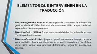 ELEMENTOS QUE INTERVIENEN EN LA
TRADUCCIÓN
• RNA-mensajero (RNA-m): es el encargado de transportar la información
genética desde el núcleo hasta los ribosomas con el fin de que pueda ser
expresada en forma de proteínas.
• RNA-ribosómico (RNA-r): forma parte esencial de las dos subunidades que
constituyen los ribosomas.
• RNA-transferente (RNA-t): juega un papel fundamental transportando a
los aminoácidos hasta los ribosomas en el orden correcto en que deben
unirse para formar una proteína determinada, según la información
genética.
 