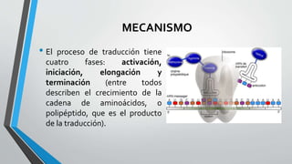 MECANISMO
• El proceso de traducción tiene
cuatro fases: activación,
iniciación, elongación y
terminación (entre todos
describen el crecimiento de la
cadena de aminoácidos, o
polipéptido, que es el producto
de la traducción).
 