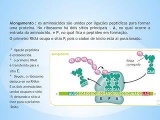 Alongamento : os aminoácidos são unidos por ligações peptídicas para formar
uma proteína. No ribossomo há dois sítios principais – A, no qual ocorre a
entrada do aminoácido, e P, no qual fica o peptídeo em formação.
O primeiro RNAt ocupa o sítio P, pois o códon de início está aí posicionado.
* ligação peptídica
é estabelecida.
* o primeiro RNAt
é transferido para o
sítio E.
* Depois, o ribossomo
desloca-se no RNAm
E os dois aminoácidos
unidos ocupam o sítio
P, deixando o sítio A
livre para o próximo
RNAt.
 