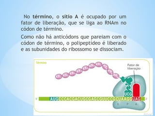 No término, o sítio A é ocupado por um
fator de liberação, que se liga ao RNAm no
códon de término.
Como não há anticódons que pareiam com o
códon de término, o polipeptídeo é liberado
e as subunidades do ribossomo se dissociam.
 