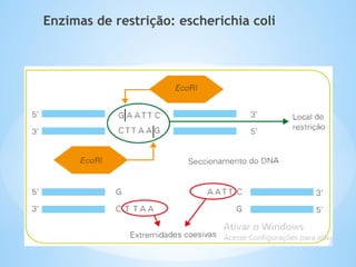 * EcoRI: enzima isolada da bactéria
Escherichia coli (Eco), usada como
fator de restrição, R, em técnicas
de engenharia genética.
Enzimas de restrição: escherichia coli
 