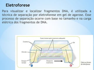 Eletroforese
Para visualizar e localizar fragmentos DNA, é utilizada a
técnica de separação por eletroforese em gel de agarose. Esse
processo de separação ocorre com base no tamanho e na carga
elétrica dos fragmentos de DNA.
 