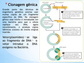 *Clonagem gênica
Vetor(plasmídeo)se liga
ao fragmento de DNA o
vetor introduz o DNA
exógeno na Bactéria.
Grande parte das técnicas de
engenharia genética precisa usar
muitas cópias de um fragmento
específico do DNA. Na clonagem
gênica esse trecho é introduzido em
uma bactéria para que a célula
replique seu DNA, agora
recombinante, e produza cópias
idênticas (clones) do trecho original
inserido.
 