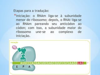 Etapas para a tradução:
*iniciação: o RNAm liga-se à subunidade
menor do ribossomo; depois, o RNAt liga-se
ao RNAm pareando seu anticódon ao
códon; com isso, a subunidade maior do
ribossomo une-se ao complexo de
iniciação.
 