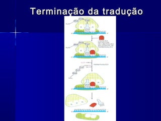 Terminação da tradução
 