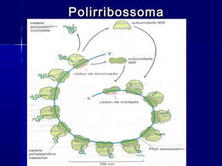 Polirribossoma
 