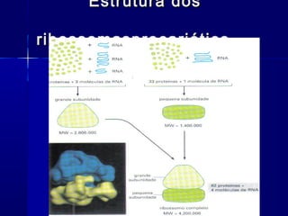 Estrutura dos

ribossomasprocariótico
 