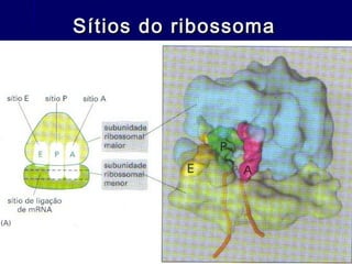Sítios do ribossoma
 