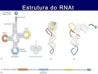 Estrutura do RNAt
 