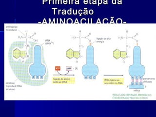 Primeira etapa da
   Tradução
-AMINOACILAÇÃO-
 