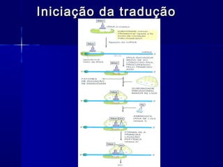 Iniciação da tradução
 
