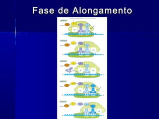Fase de Alongamento
 