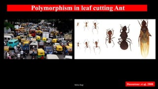 Polymorphism Ant Traffic management in ants | PPTX