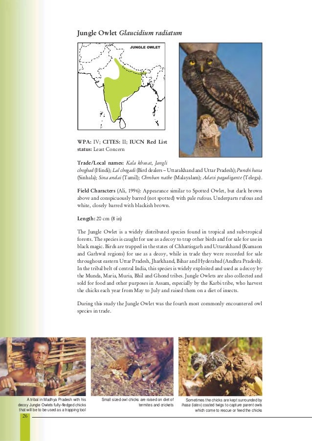 owl information