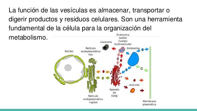 Trafico vesicular