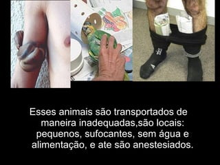 Esses animais são transportados de maneira inadequadas,são locais: pequenos, sufocantes, sem água e alimentação, e ate são anestesiados. 