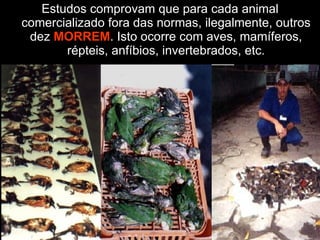 Estudos comprovam que para cada animal comercializado fora das normas, ilegalmente, outros dez  MORREM . Isto ocorre com aves, mamíferos, répteis, anfíbios, invertebrados, etc. 