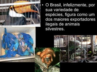 O Brasil, infelizmente, por sua variedade de espécies, figura como um dos maiores exportadores ilegais de animais silvestres.  