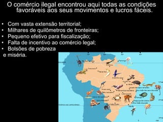O comércio ilegal encontrou aqui todas as condições favoráveis aos seus movimentos e lucros fáceis. Com vasta extensão territorial; Milhares de quilômetros de fronteiras; Pequeno efetivo para fiscalização; Falta de incentivo ao comércio legal; Bolsões de pobreza e miséria. 