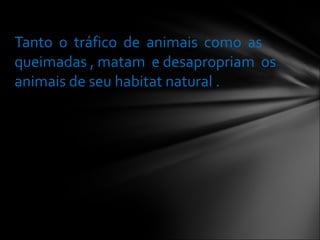 Tanto  o  tráfico  de  animais  como  as queimadas , matam  e desapropriam  os animais de seu habitat natural . 