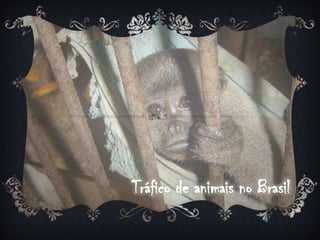 Tráfico de animais no Brasil
 