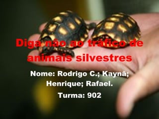Diga não ao tráfico de animais silvestres Nome: Rodrigo C.; Kaynã; Henrique; Rafael. Turma: 902 
