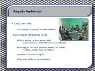 Brigada Ambiental
 