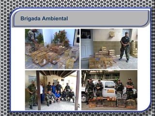 Brigada Ambiental
 