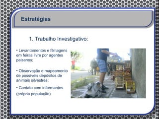 Estratégias


       1. Trabalho Investigativo:

• Levantamentos e filmagens
em feiras livre por agentes
paisanos;

• Observação e mapeamento
de possíveis depósitos de
animais silvestres;
• Contato com informantes
(própria população)
 