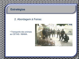 Estratégias


    2. Abordagem à Feiras:



• Transporte dos animais
ao CETAS / IBAMA.
 