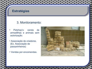 Estratégias


         3. Monitoramento:

•      Petshop’s: venda de
    armadilhas e animais sem
    autorização.

• Associação de criadores.
 (Ex. Associação de
 passarinheiros)

• Vendas por encomendas.
 
