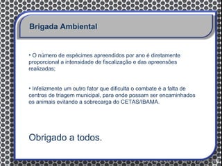 Brigada Ambiental


• O número de espécimes apreendidos por ano é diretamente
proporcional a intensidade de fiscalização e das apreensões
realizadas;


• Infelizmente um outro fator que dificulta o combate é a falta de
centros de triagem municipal, para onde possam ser encaminhados
os animais evitando a sobrecarga do CETAS/IBAMA.




Obrigado a todos.
 