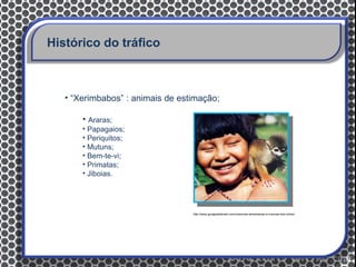 Histórico do tráfico



   • “Xerimbabos” : animais de estimação;

       • Araras;
       • Papagaios;
       • Periquitos;
       • Mutuns;
       • Bem-te-vi;
       • Primatas;
       • Jiboias.




                                  http://www.guiagratisbrasil.com/costumes-alimentacao-e-crencas-dos-indios/
 
