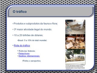 O tráfico




            Fonte:http://agenciapodium.wordpress.com/2010/07/0
            6/oriximinapreso-traficante-de-drogas-e-animais-
            silvestres/http://www2.uol.com.br/sciam/noticias/nova
            _ferramenta_rastreia_o_comercio_ilegal_de_animais
            _silvestres.html
 