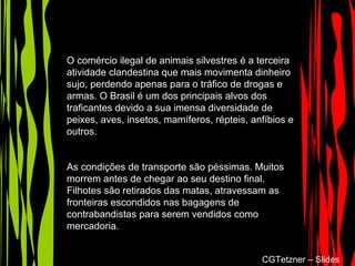 O comércio ilegal de animais silvestres é a terceira
atividade clandestina que mais movimenta dinheiro
sujo, perdendo apenas para o tráfico de drogas e
armas. O Brasil é um dos principais alvos dos
traficantes devido a sua imensa diversidade de
peixes, aves, insetos, mamíferos, répteis, anfíbios e
outros.
As condições de transporte são péssimas. Muitos
morrem antes de chegar ao seu destino final.
Filhotes são retirados das matas, atravessam as
fronteiras escondidos nas bagagens de
contrabandistas para serem vendidos como
mercadoria.
CGTetzner – Slides
 